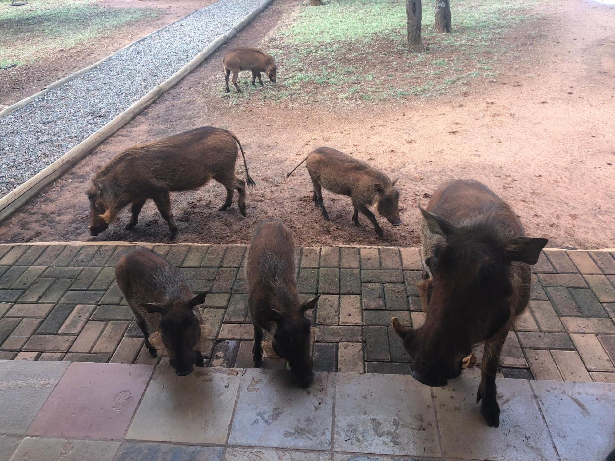 בלה-בלה Makhato Bush Lodge 111 מראה חיצוני תמונה